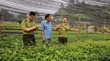 Bảo Thắng chủ động nguồn cây giống phục vụ trồng rừng