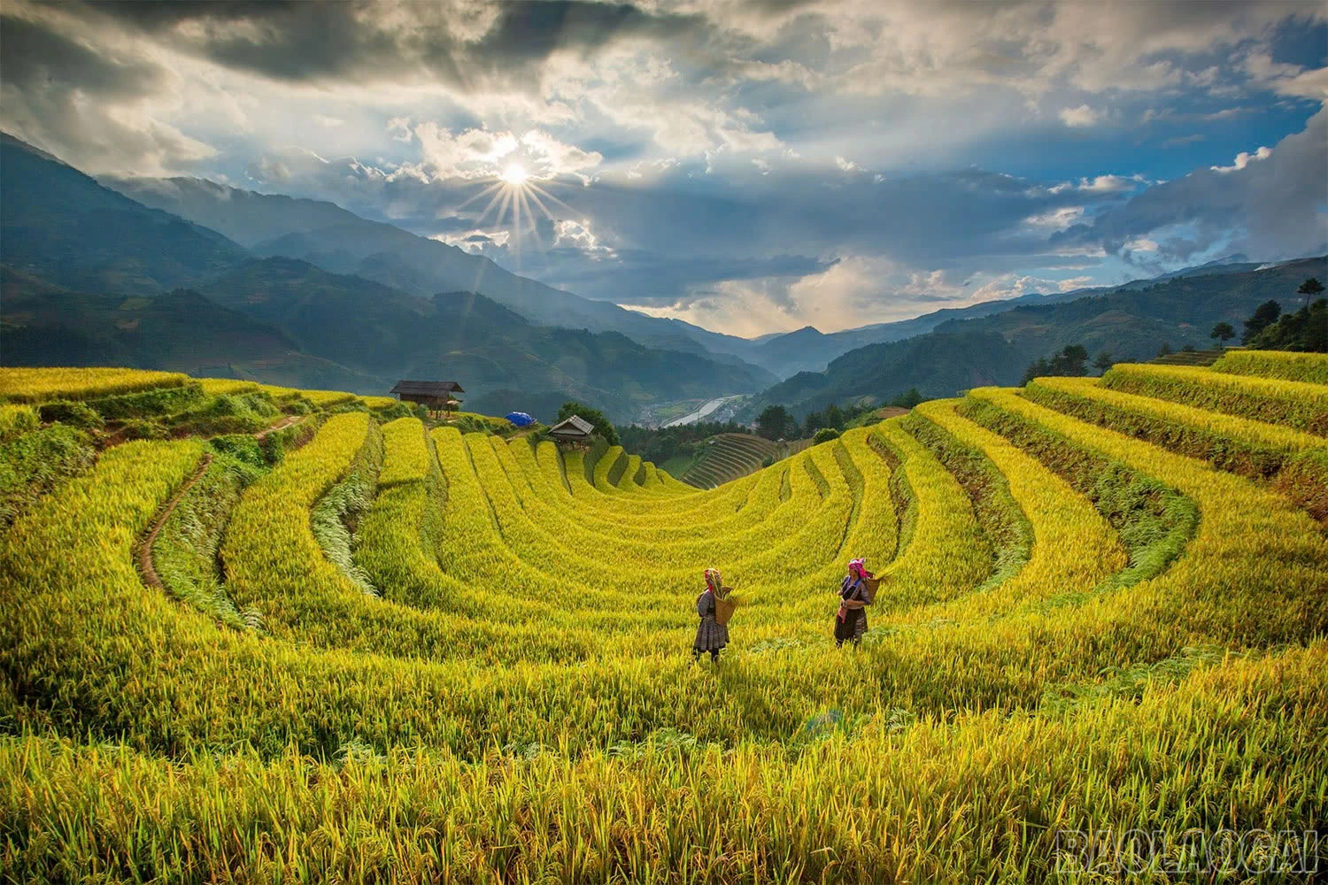Vẻ đẹp độc đáo của ruộng bậc thang trên đồi Móng Ngựa, xã Mù Cang Chải trở thành điểm đến ấn tượng mỗi dịp lúa chín hay mùa nước đổ.