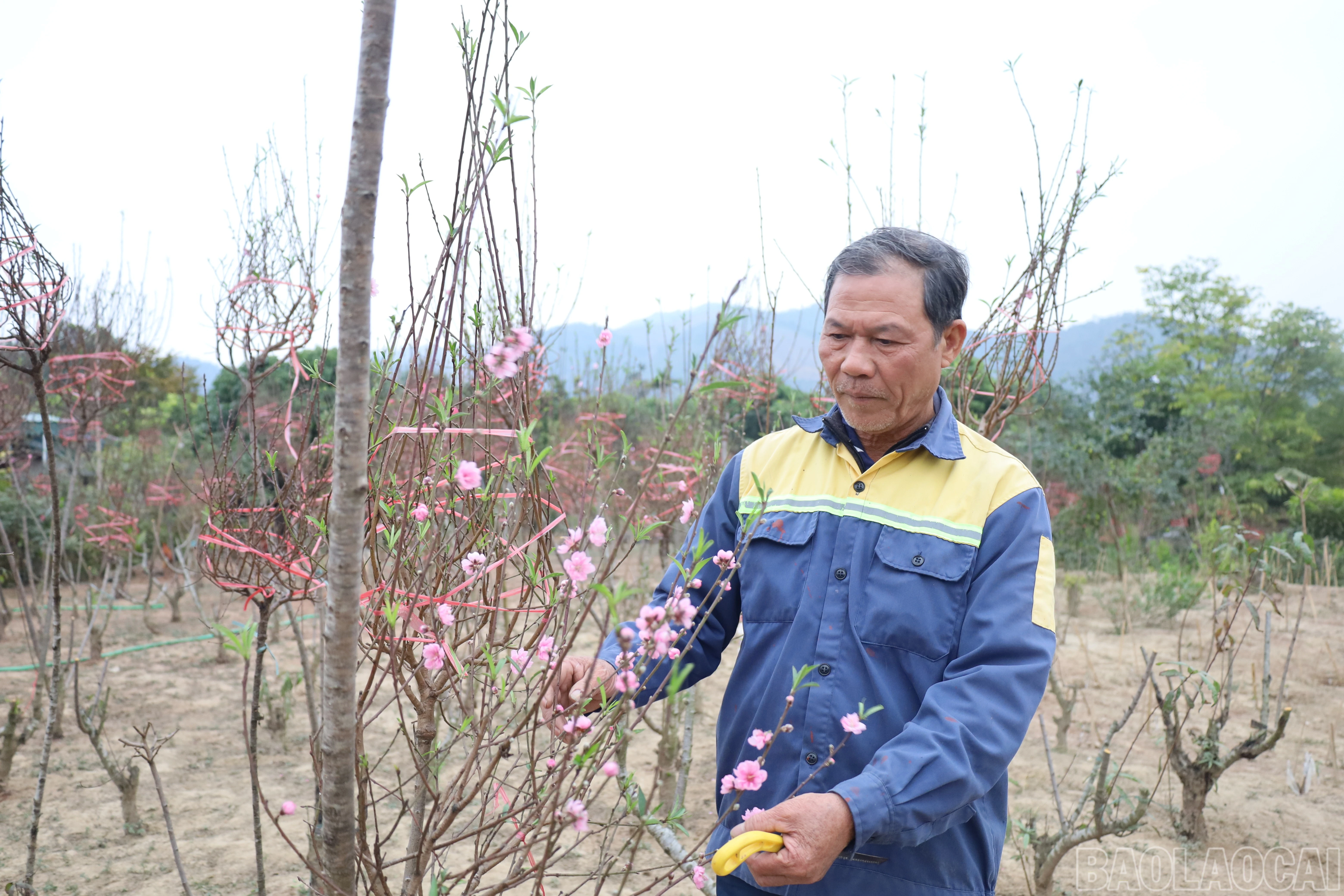 baolaocai-br_img-0317.jpg