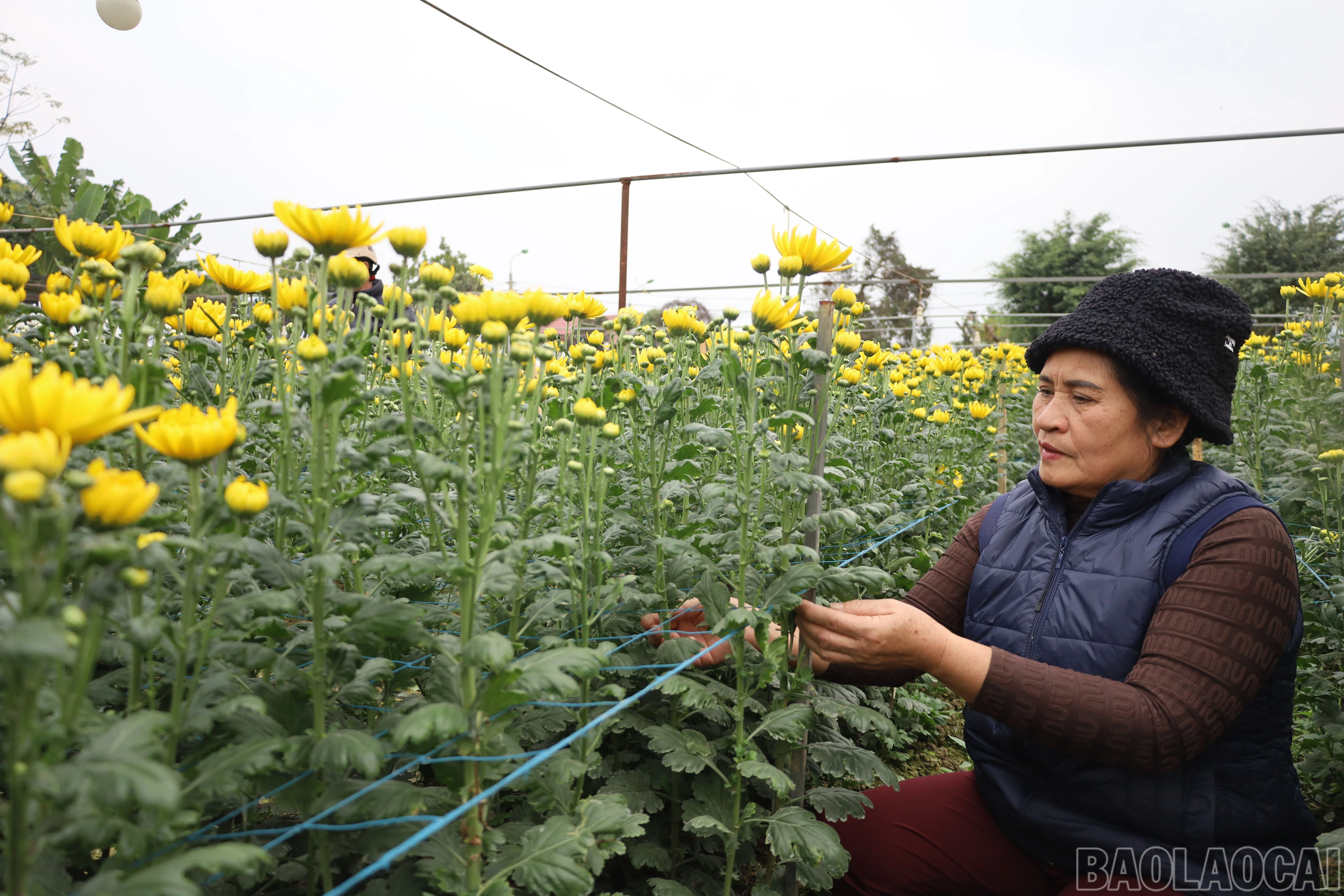 baolaocai-br_img-0264.jpg