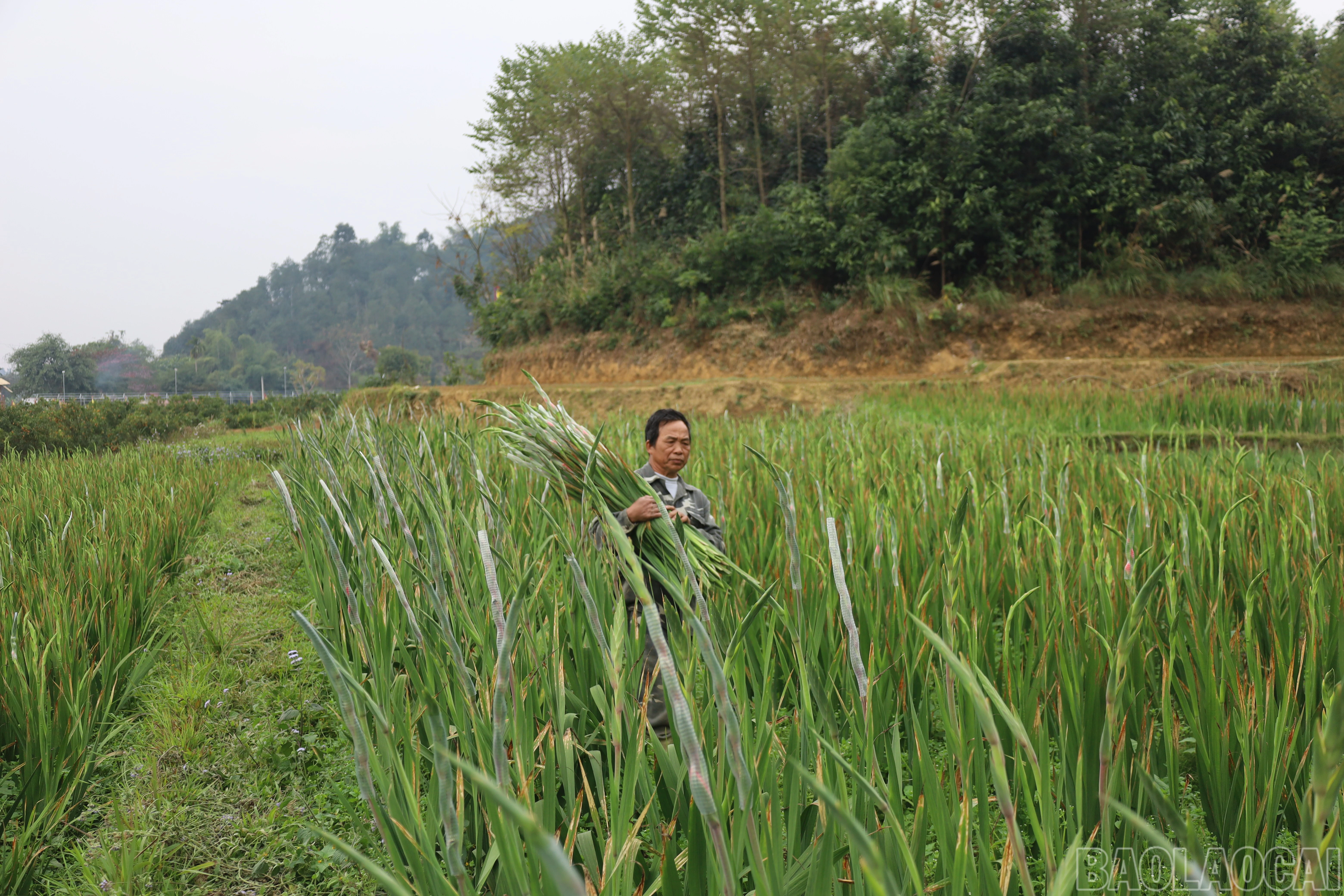 baolaocai-br_img-0295.jpg