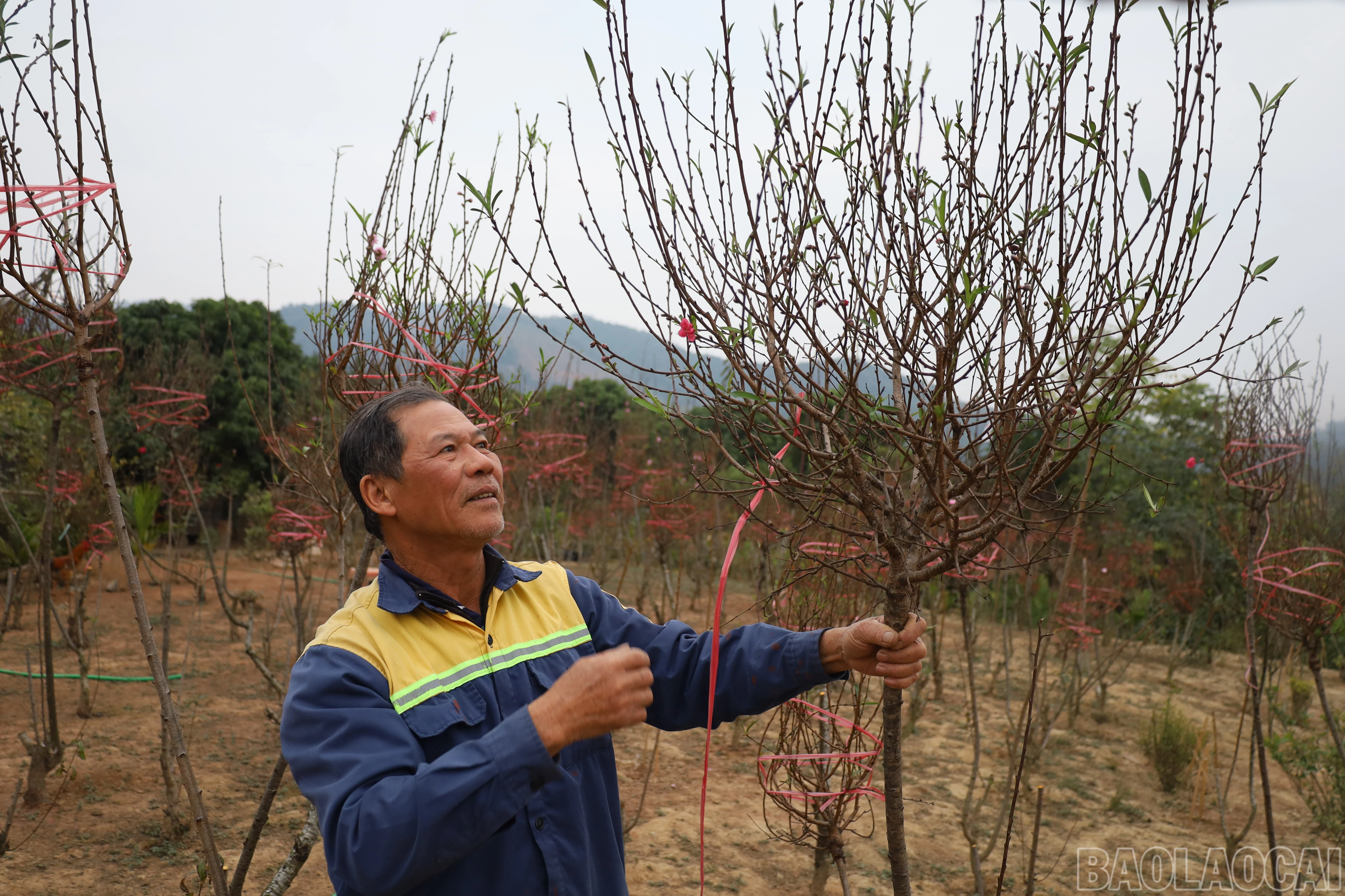baolaocai-br_img-0307.jpg