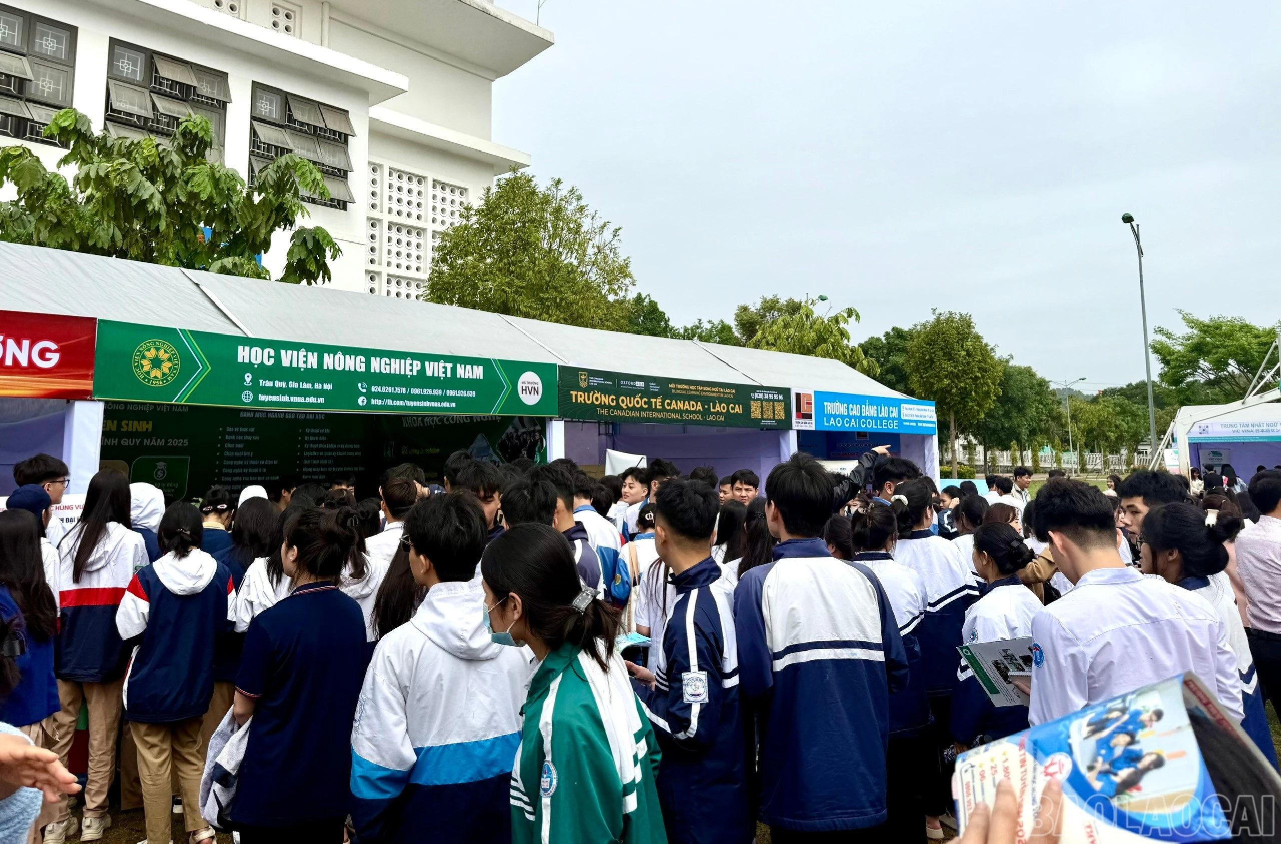 baolaocai-br_z6500304227113-b4e8a0a003e82e2fa83d1ee602602a4a.jpg