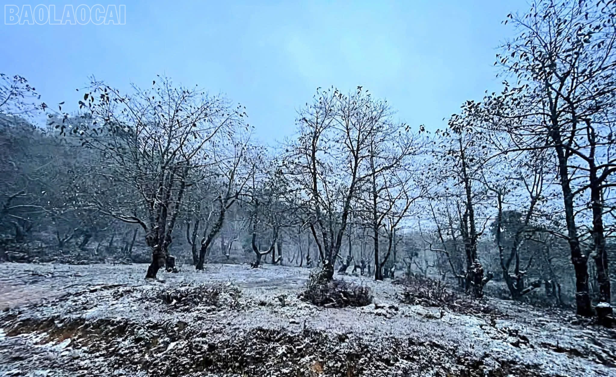 baolaocai-tl_z6267035477724-21bb9a338a621b84bd4d83201b5cd2cf.jpg