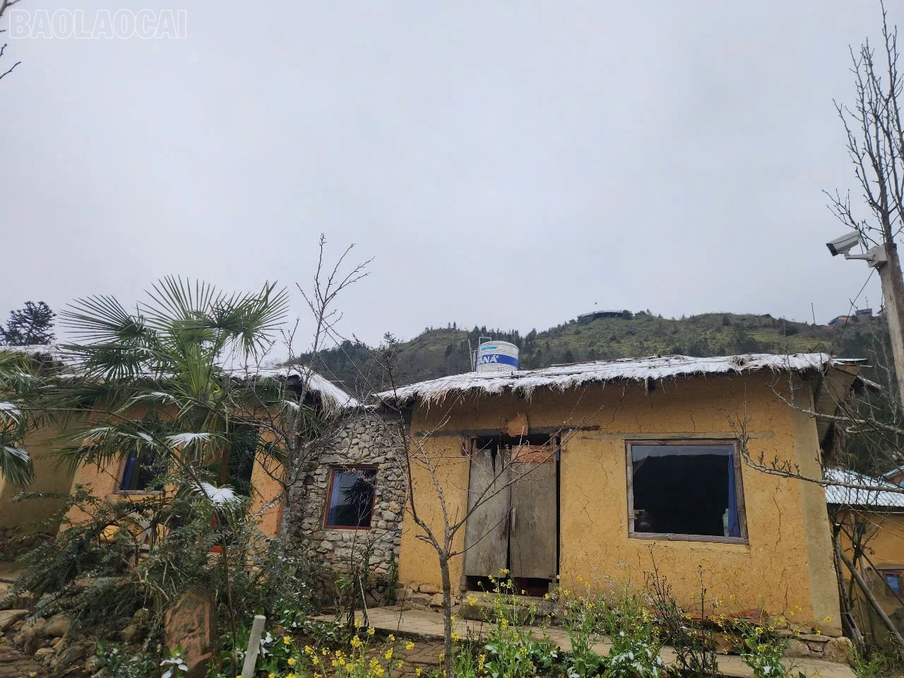 baolaocai-tl_z6267035494344-dd9c8379f5c8f9499a62a4e83d14a91c.jpg