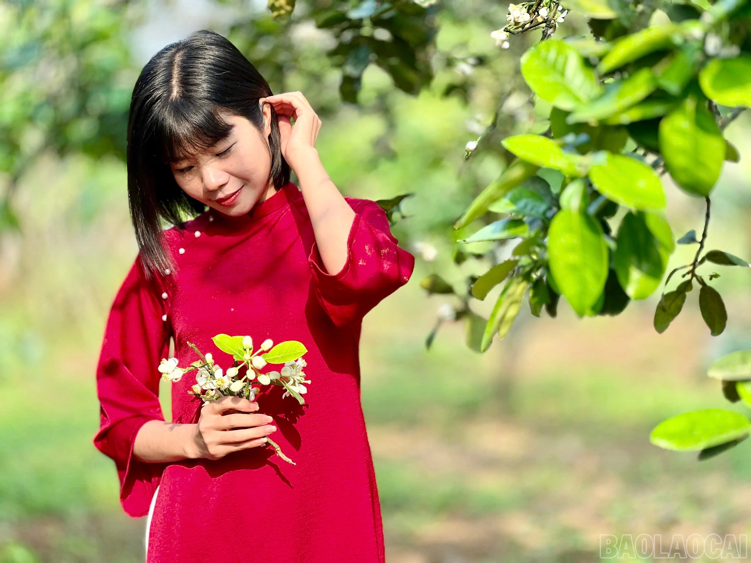 baolaocai-br_z6432787424625-13a5faed68269abef9b9a73dbf1d96fb.jpg