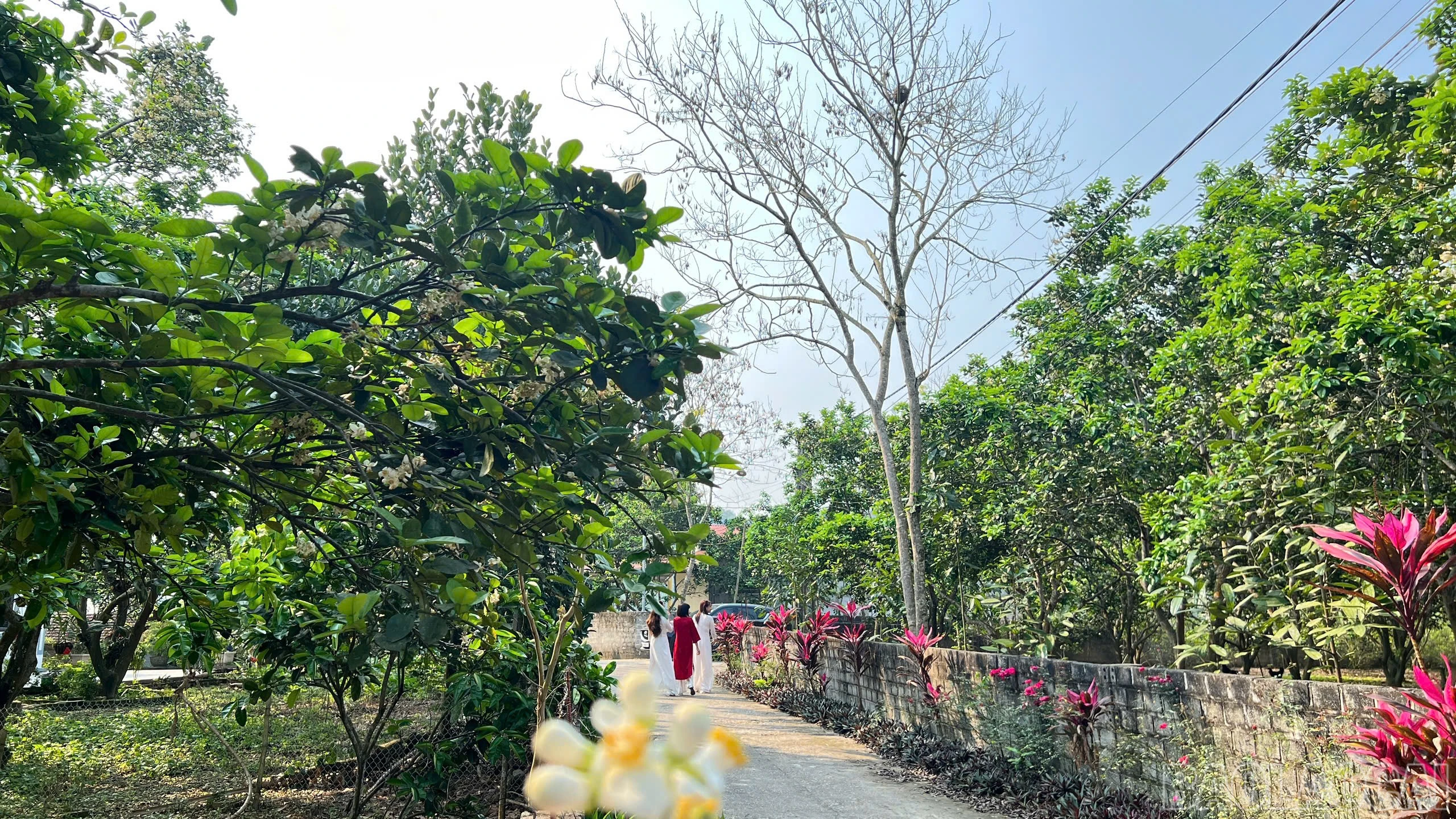 baolaocai-br_z6432760888100-e87c0459317749b214dfdab6633b26de.jpg