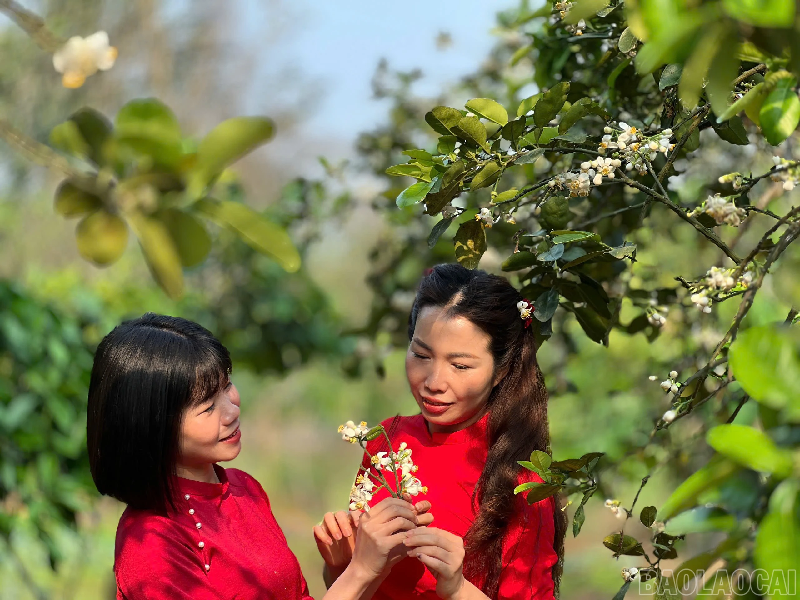 baolaocai-br_z6432766513114-5a47ef91cd71b2f5798230c7ddad9413.jpg