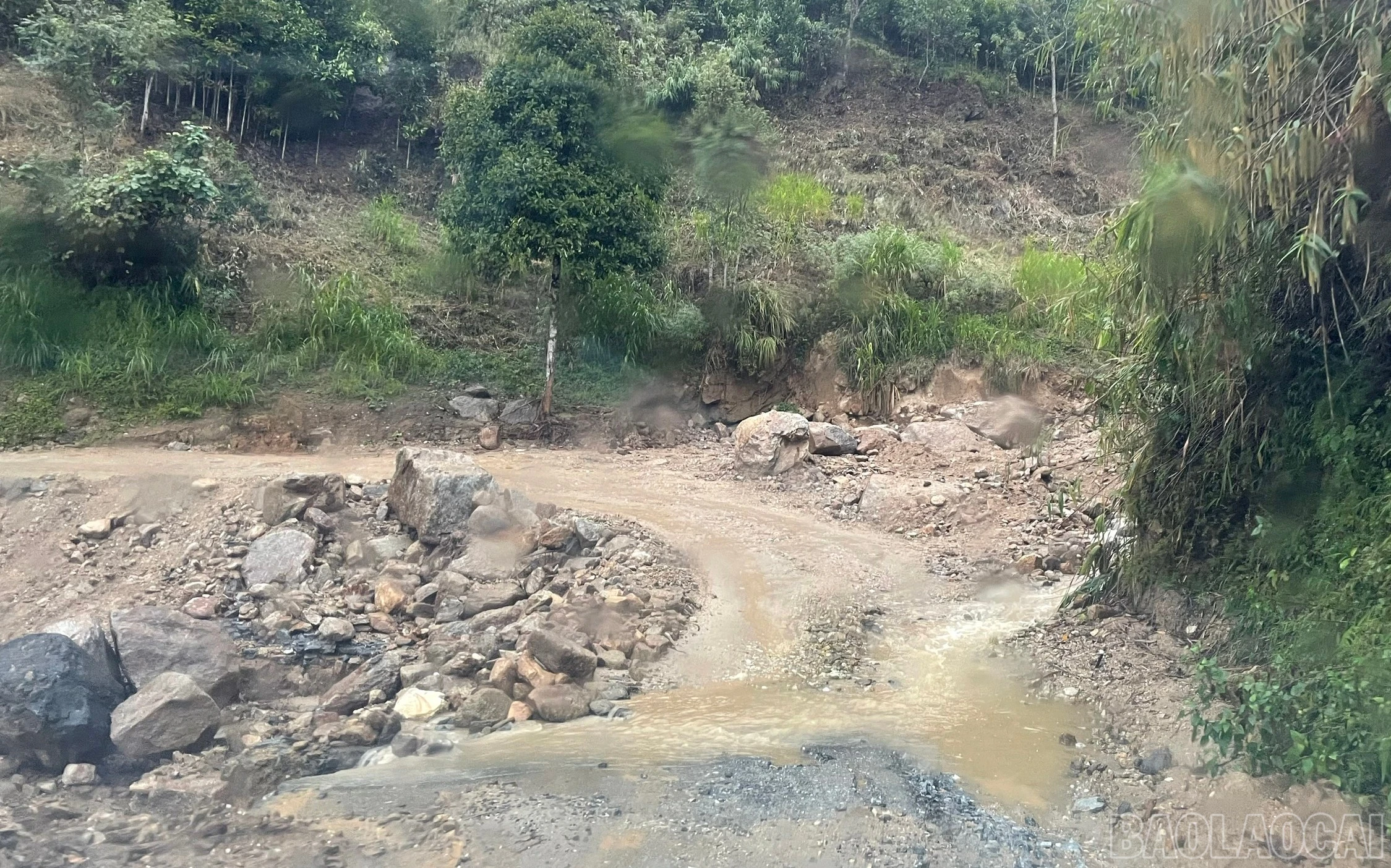 baolaocai-br_a4.jpg