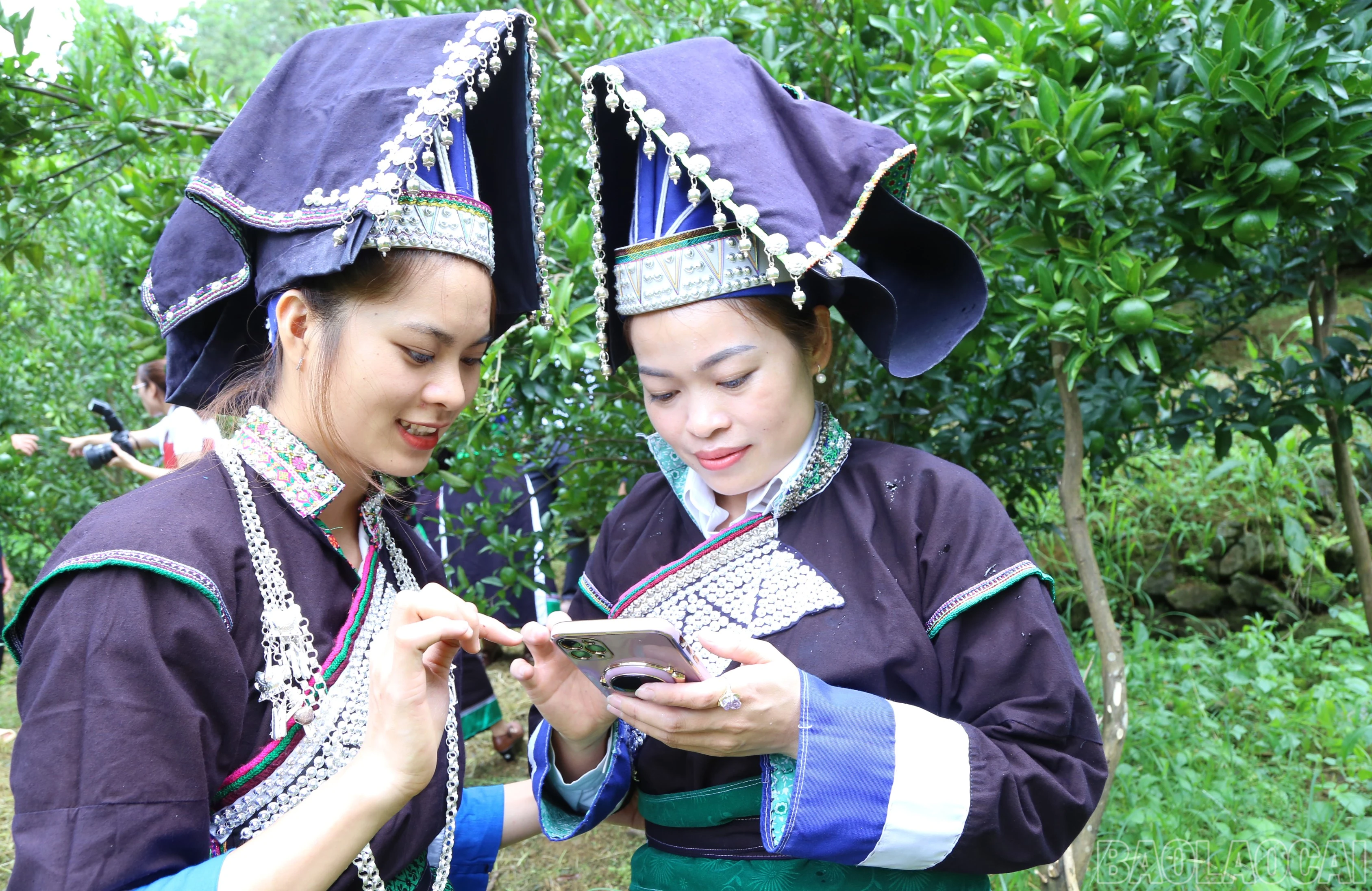 baolaocai-br_4.jpg