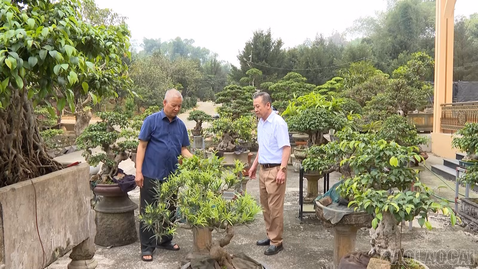 baolaocai-br_ong-tuan-trong-cay-canh-1.jpg