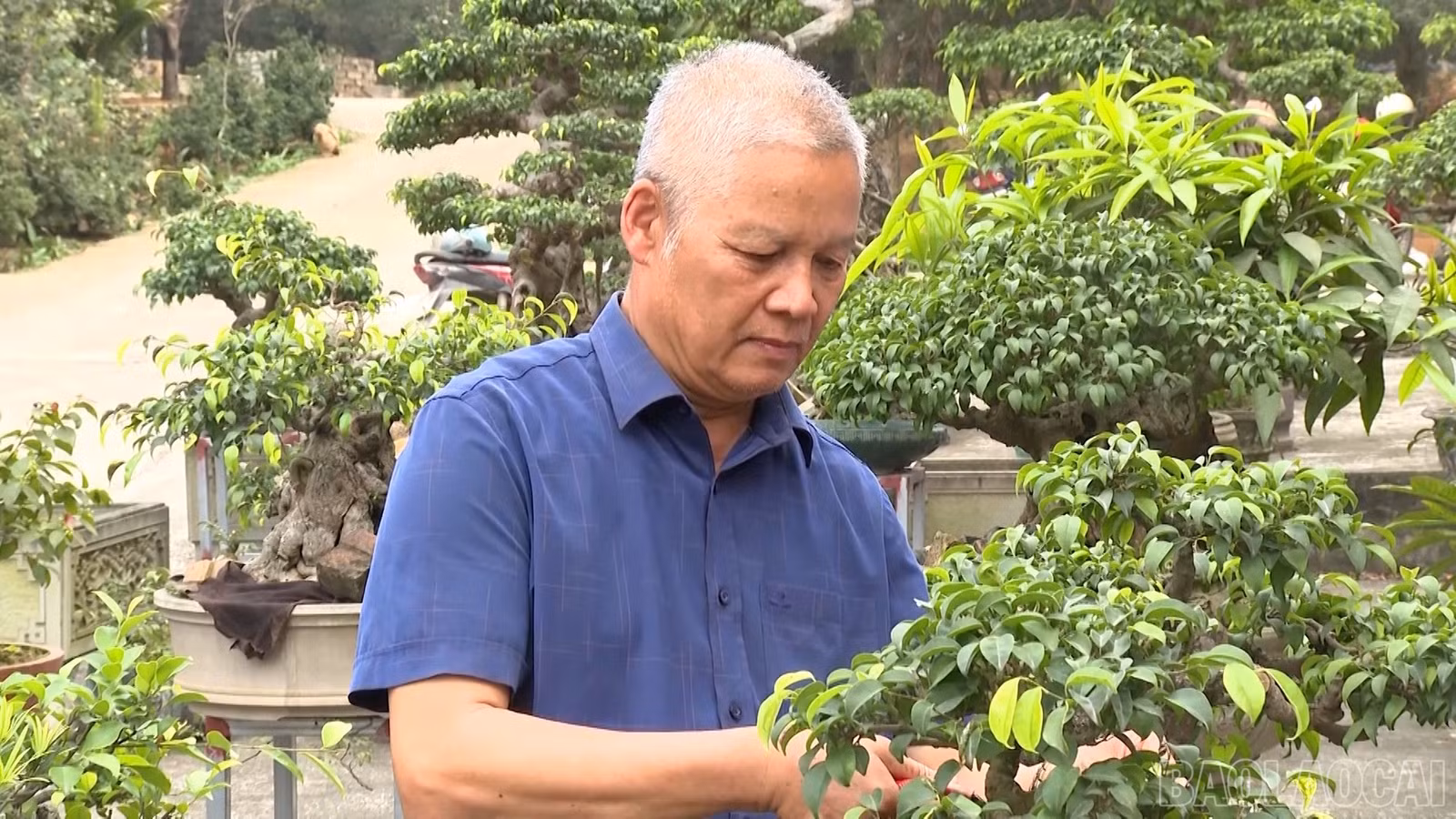 baolaocai-br_o-tuan-tia-cay-canh.jpg
