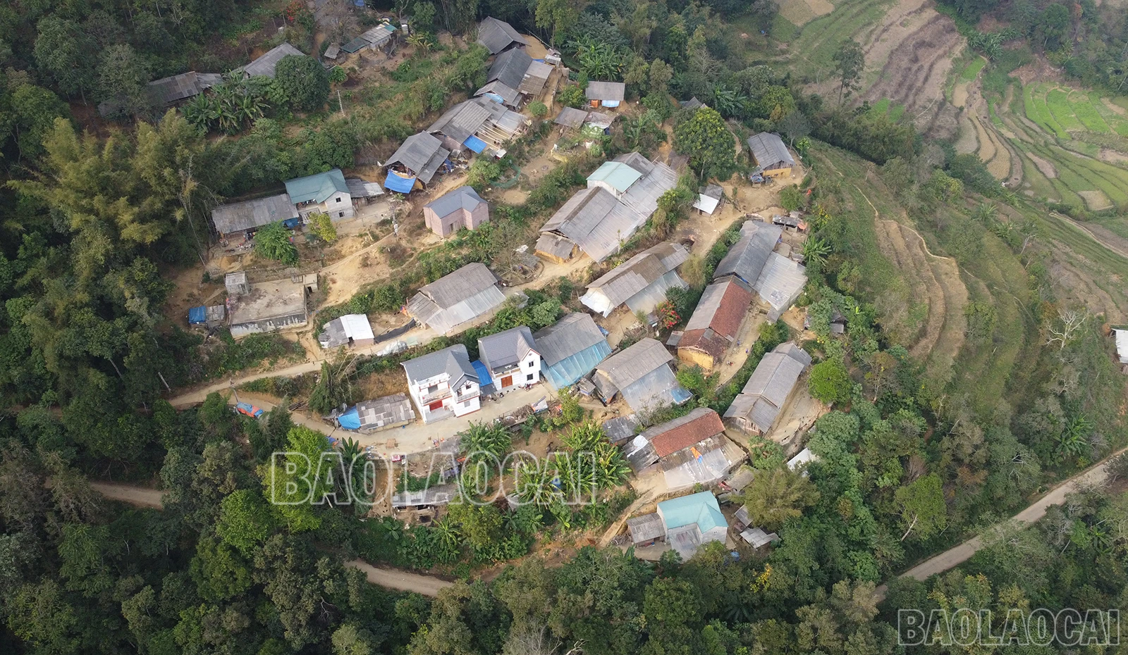 baolaocai-3-3020.jpg