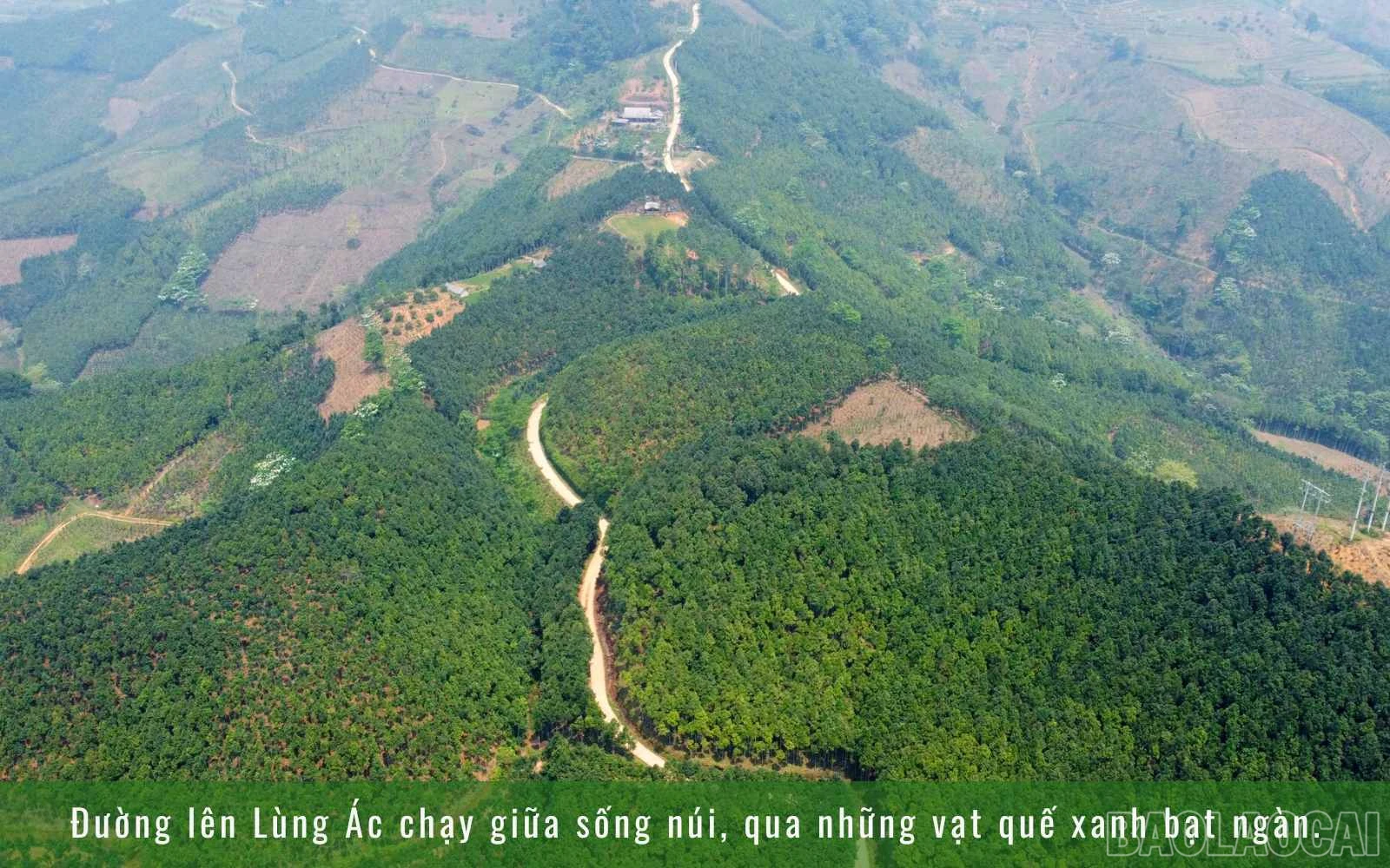 baolaocai_1 (2).jpg