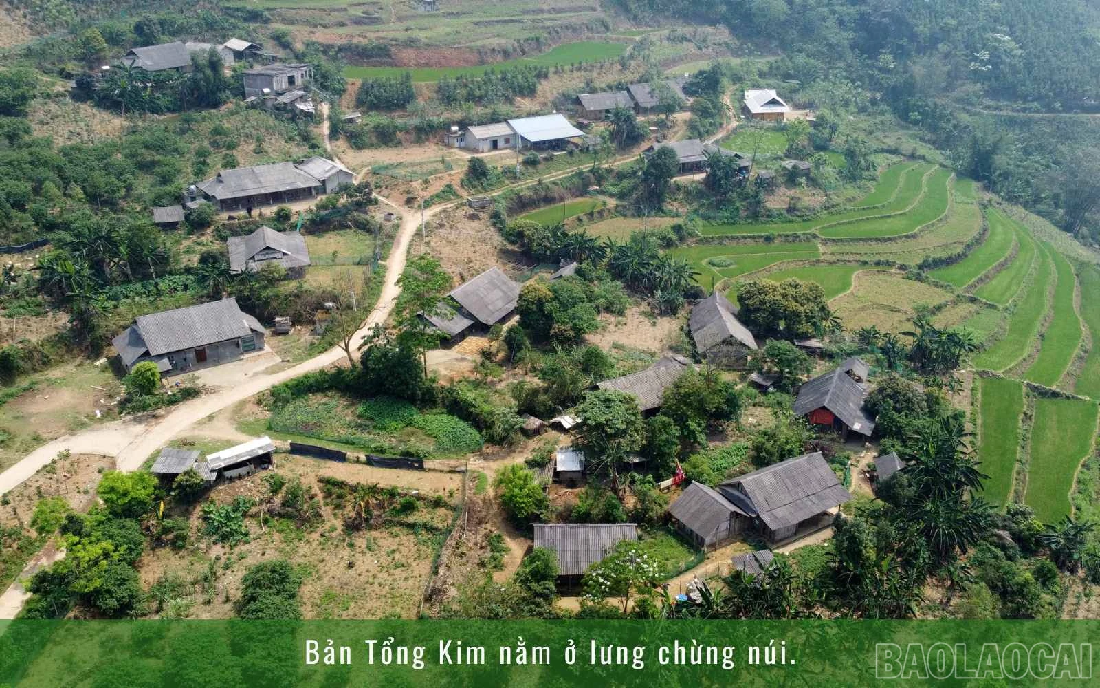 baolaocai_1 (3).jpg