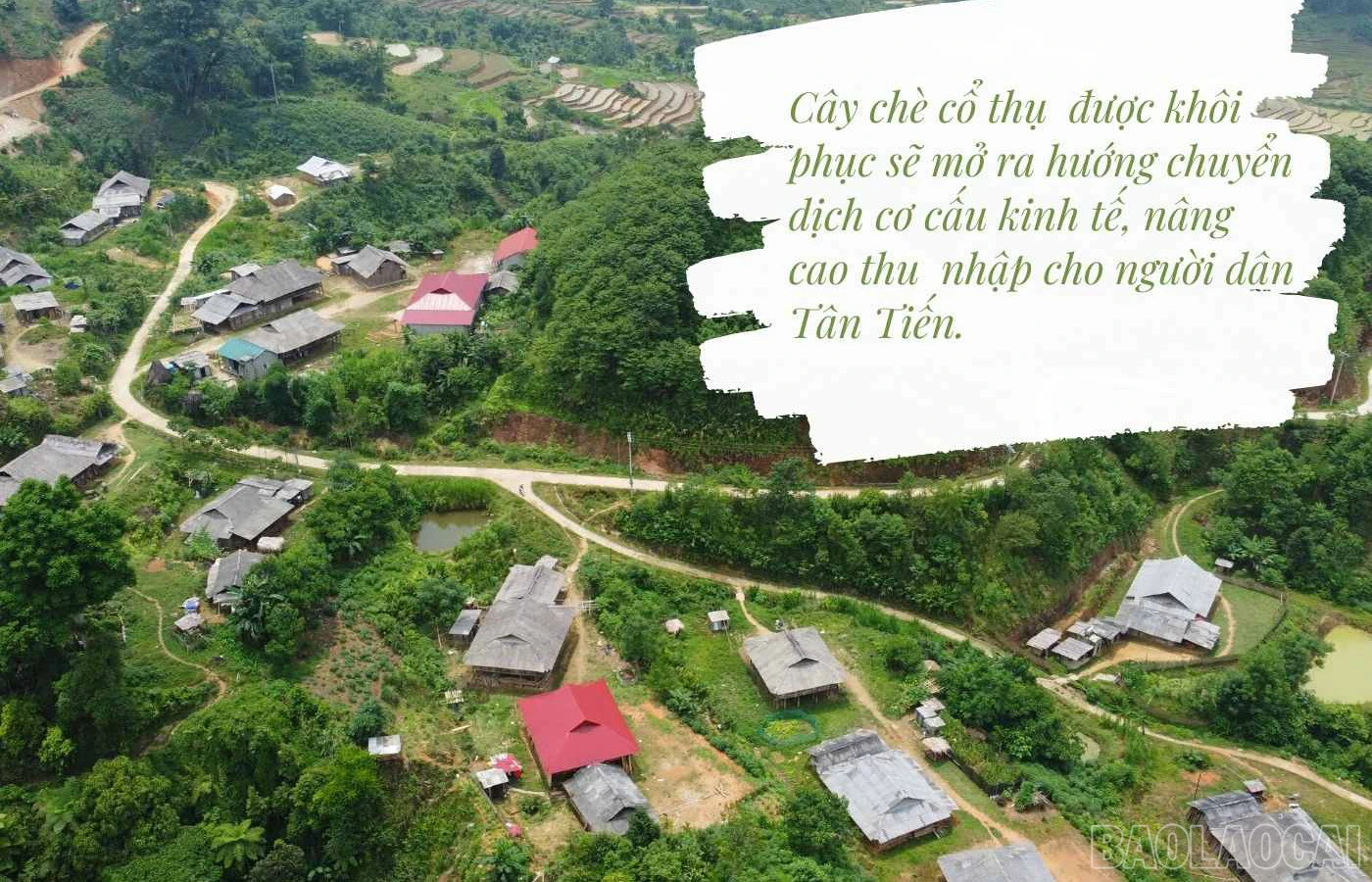 baolaocai_che (5).jpg