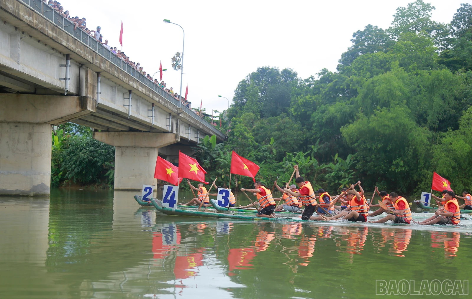 baolaocai_duamang (3).JPG