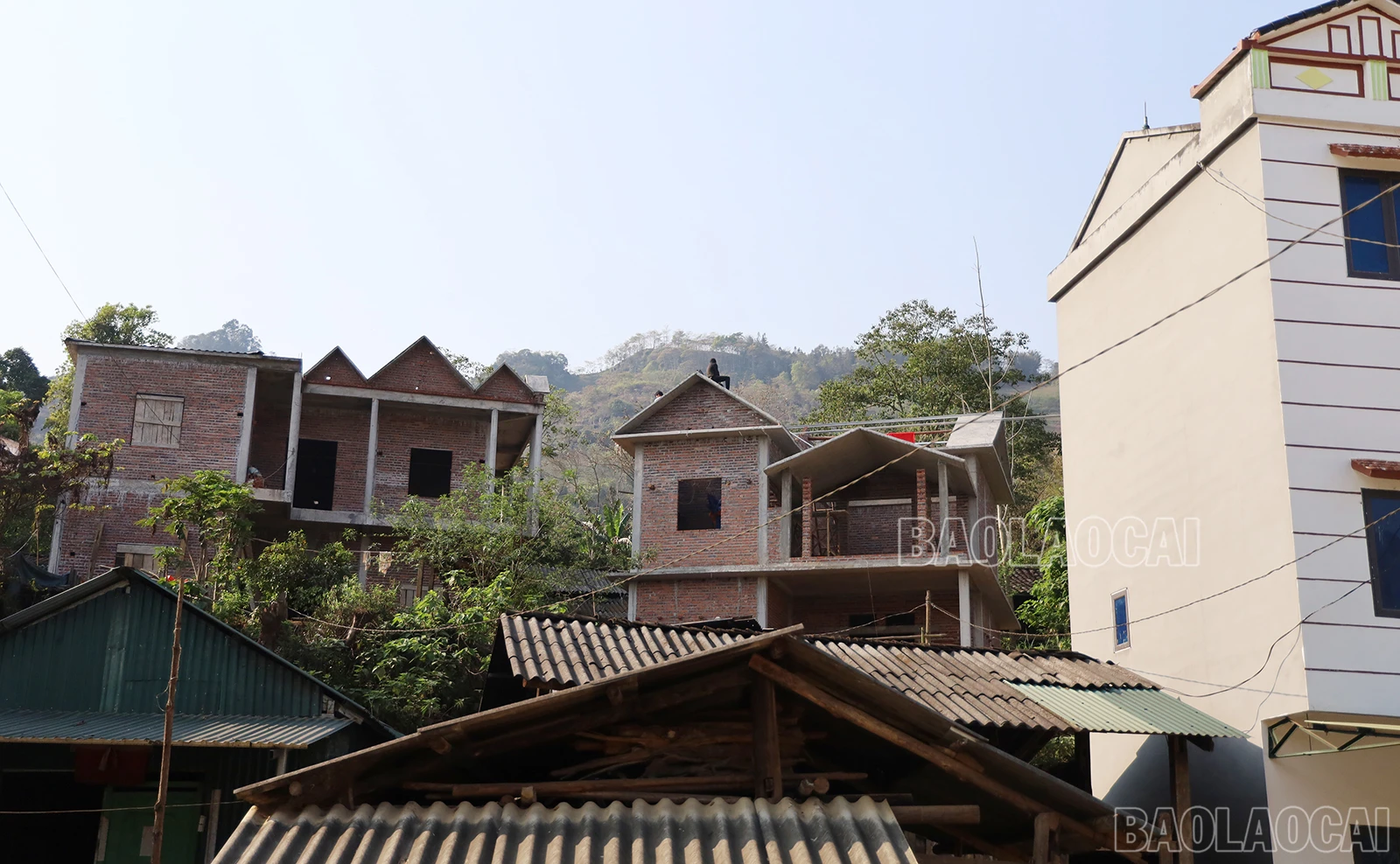 baolaocai_4.JPG