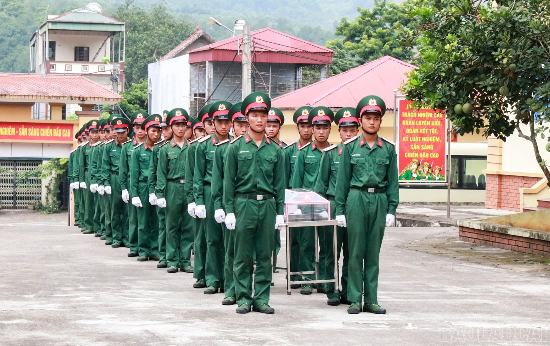 baolaocai-br_1.jpg