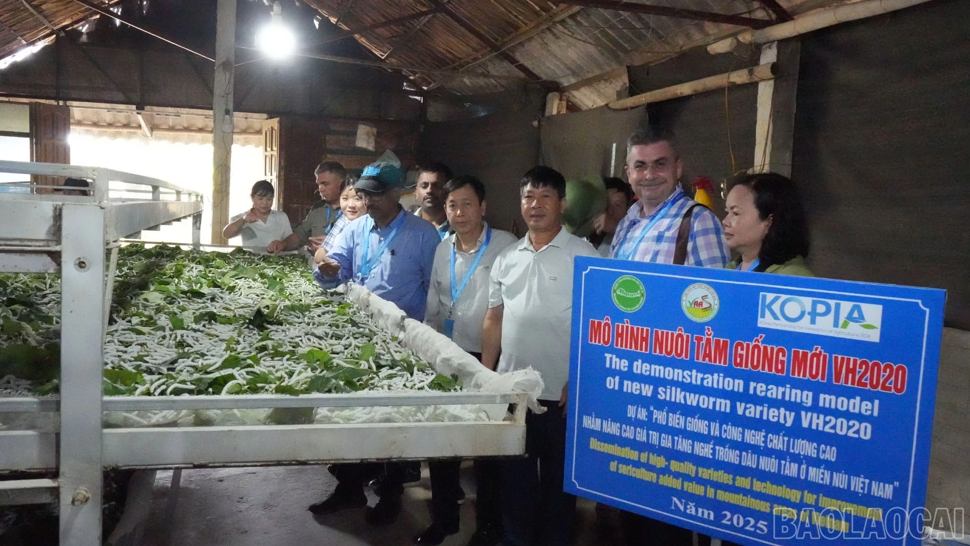 baolaocai-br_dau-tam1-1.jpg