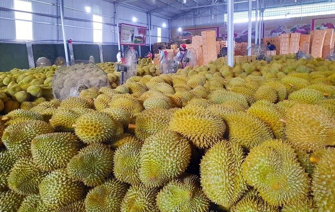 Bộ NN&amp;MT vừa ban hành quy định riêng về kiểm tra ATTP với sầu riêng tươi xuất khẩu.