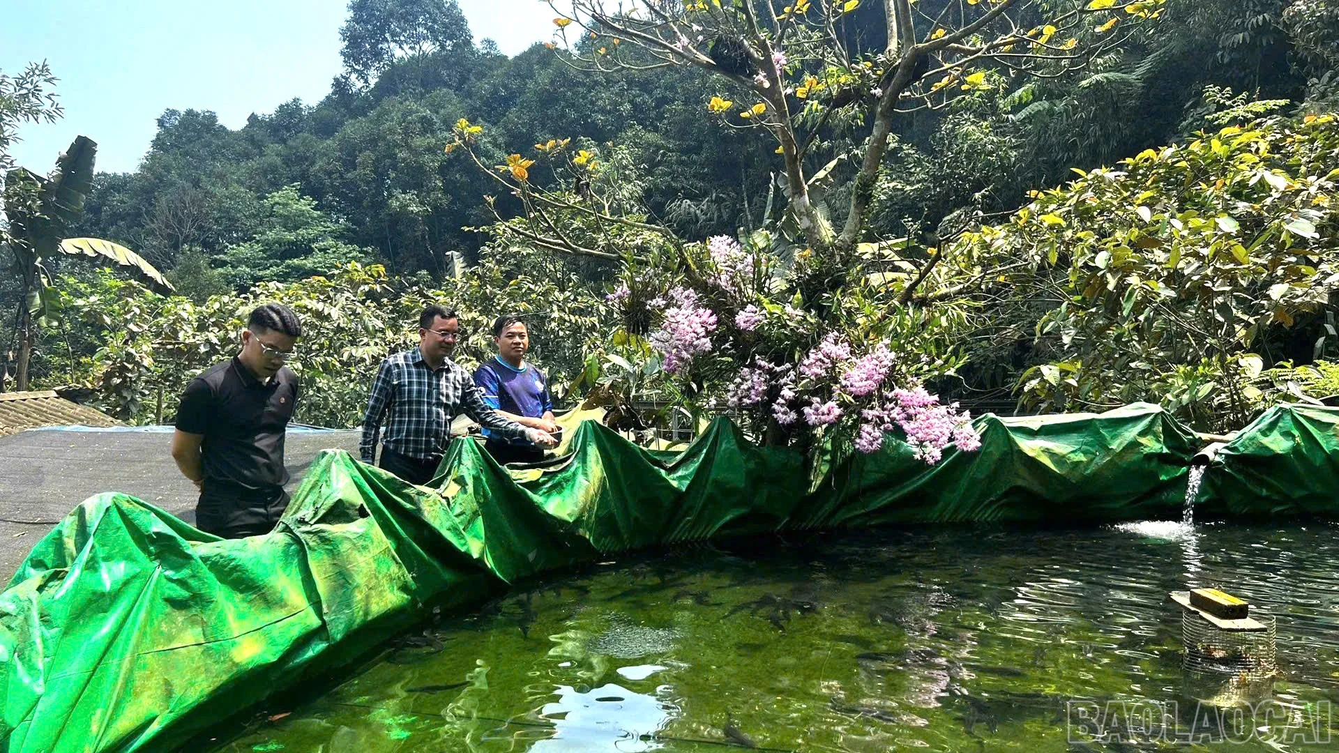 baolaocai-br_z7746799787053-0ed46073b7bd722887dbd7e2cc866864.jpg