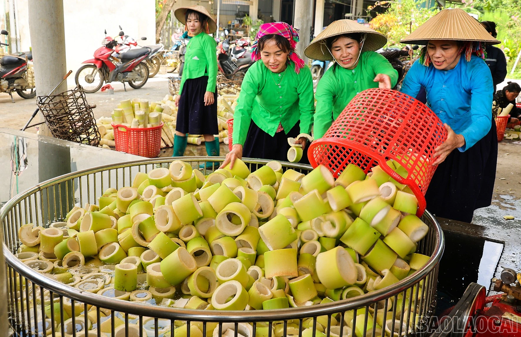 baolaocai-br_anh-9.jpg