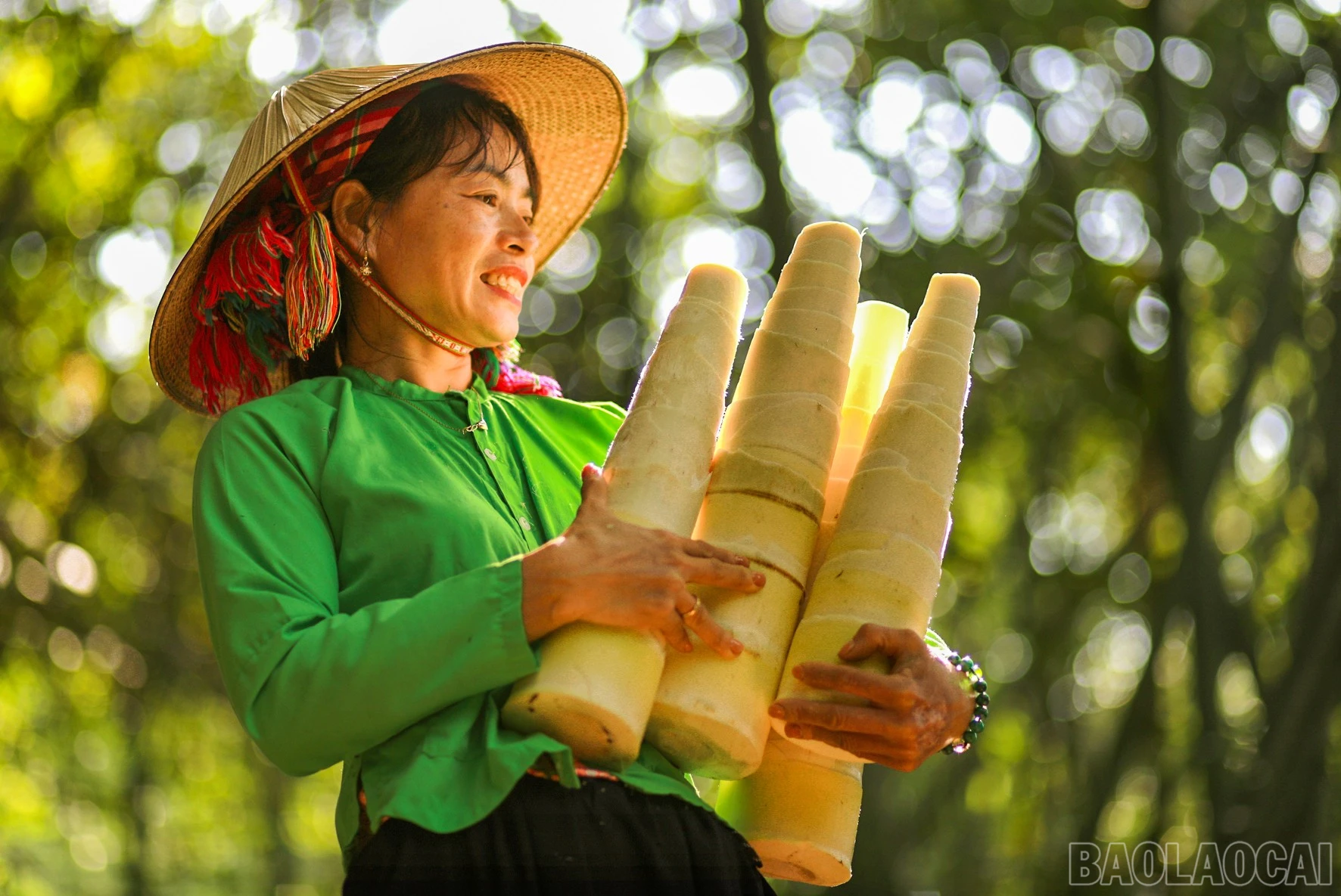 baolaocai-br_anh-6.jpg