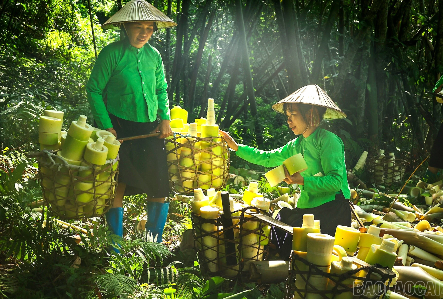 baolaocai-br_anh-5.jpg