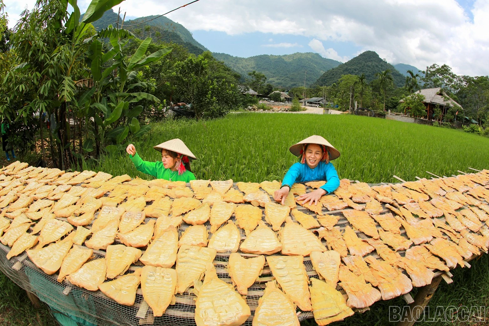 baolaocai-br_anh-10.jpg