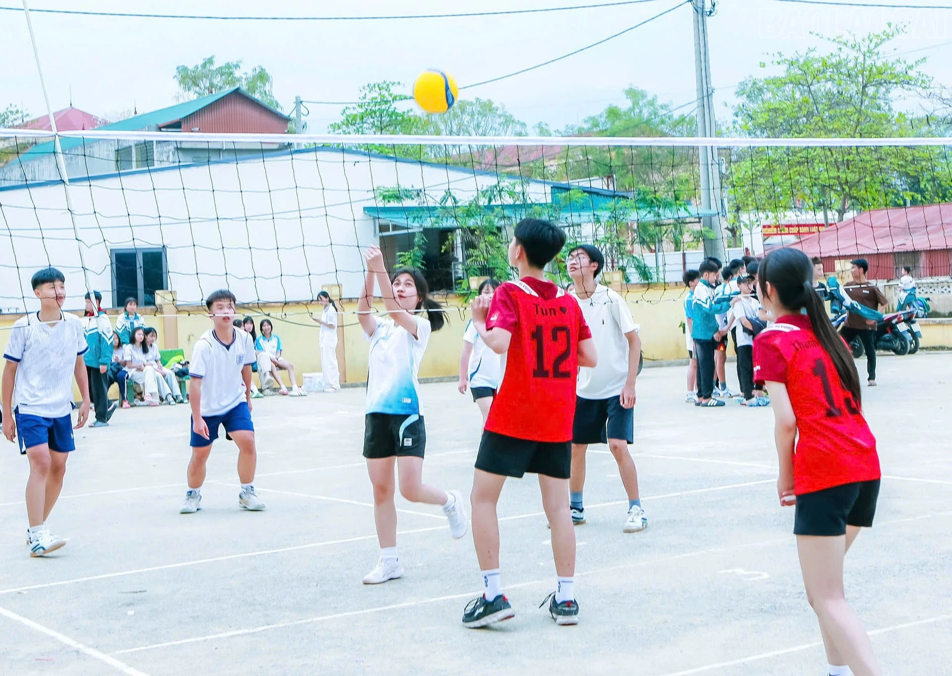 baolaocai-tr_16.jpg