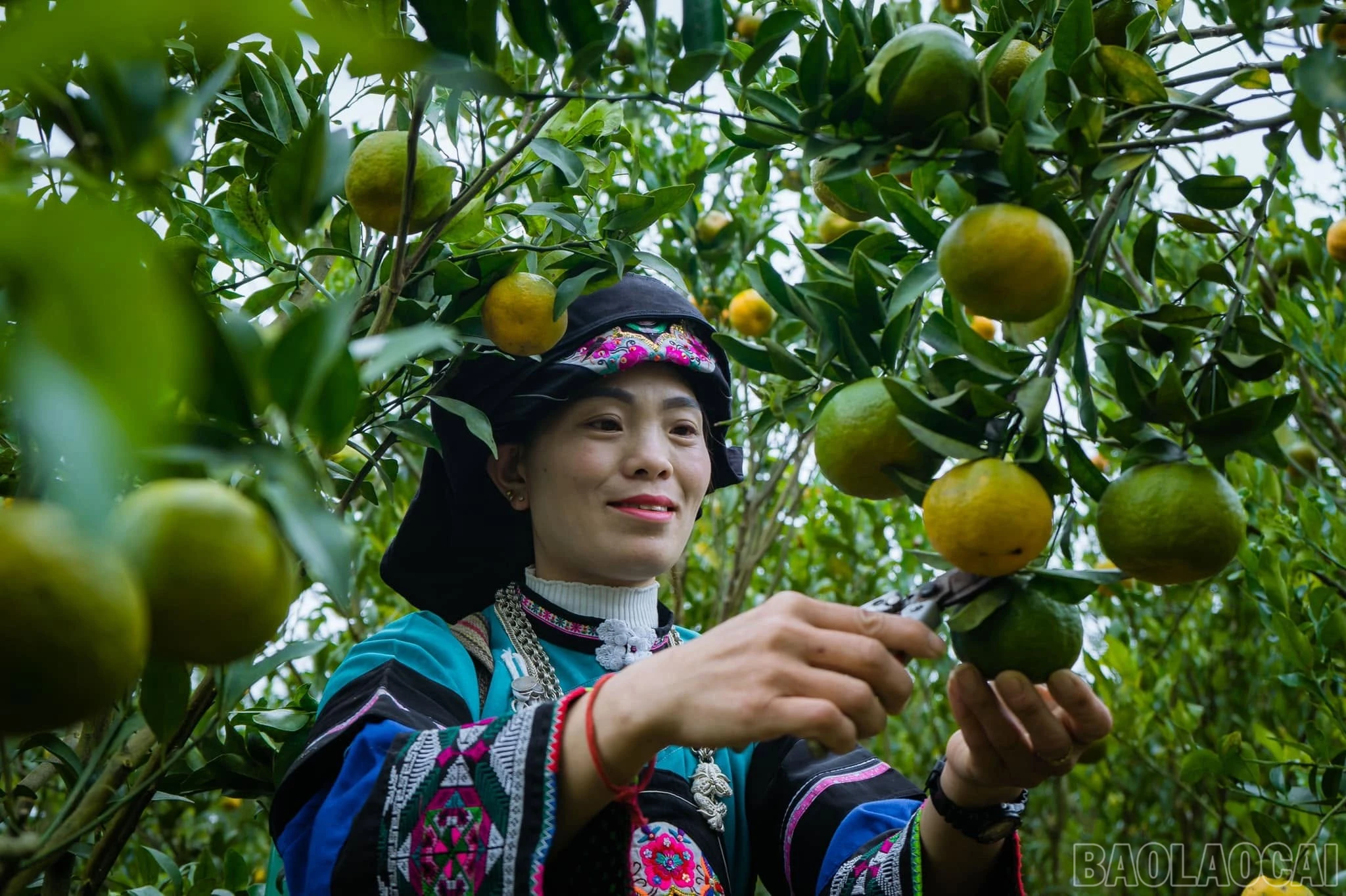 baolaocai-br_mk1.jpg