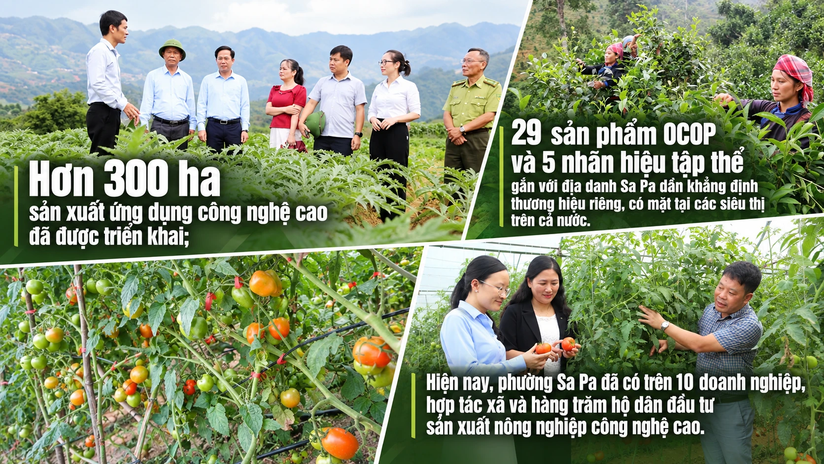 Ảnh nguồn Báo và Phát thanh, Truyền hình Lào Cai.