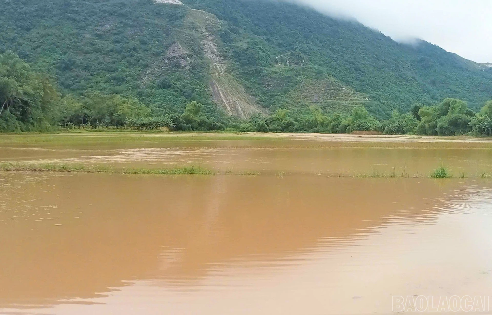 Nhiều diện tích lúa mới cấy của người dân thôn Làng Tàu bị ngập úng cục bộ.