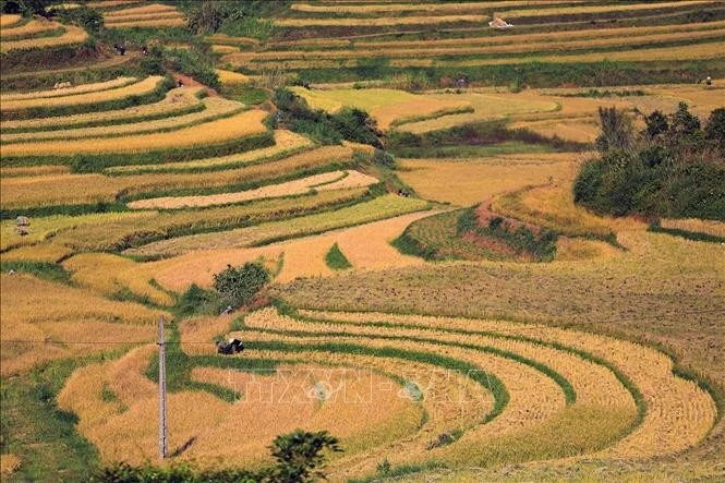 Những ruộng lúa chín rộ như những bậc thang vàng ở Miền Đồi (Phú Thọ).