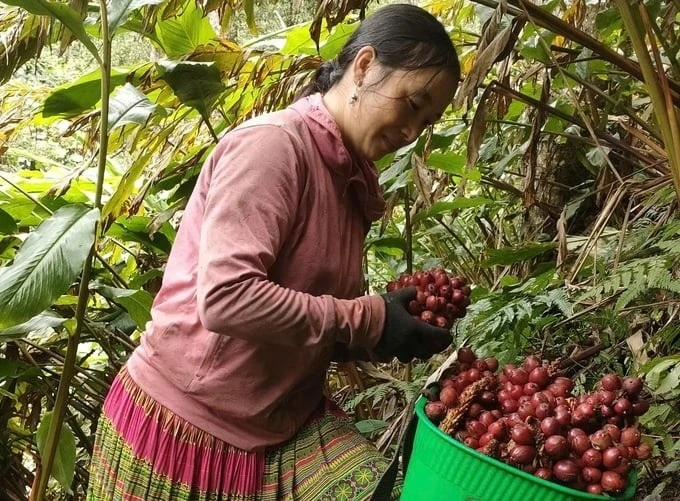 Ứng dụng khoa học công nghệ giúp nâng cao giá trị của cây thảo quả.
