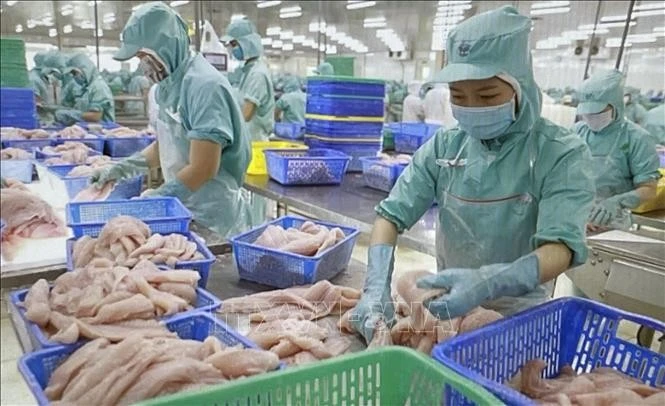 CPTPP là khối thị trường nhập khẩu nhiều cá tra thứ 2 của Việt Nam trong tháng 1/2025. Trong ảnh: Cá tra phi lê có khả năng cạnh tranh cao với cá thịt trắng tại các quốc gia nhập khẩu.
