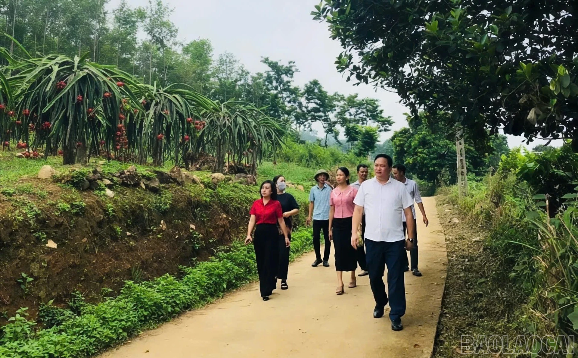 baolaocai-br_2.jpg