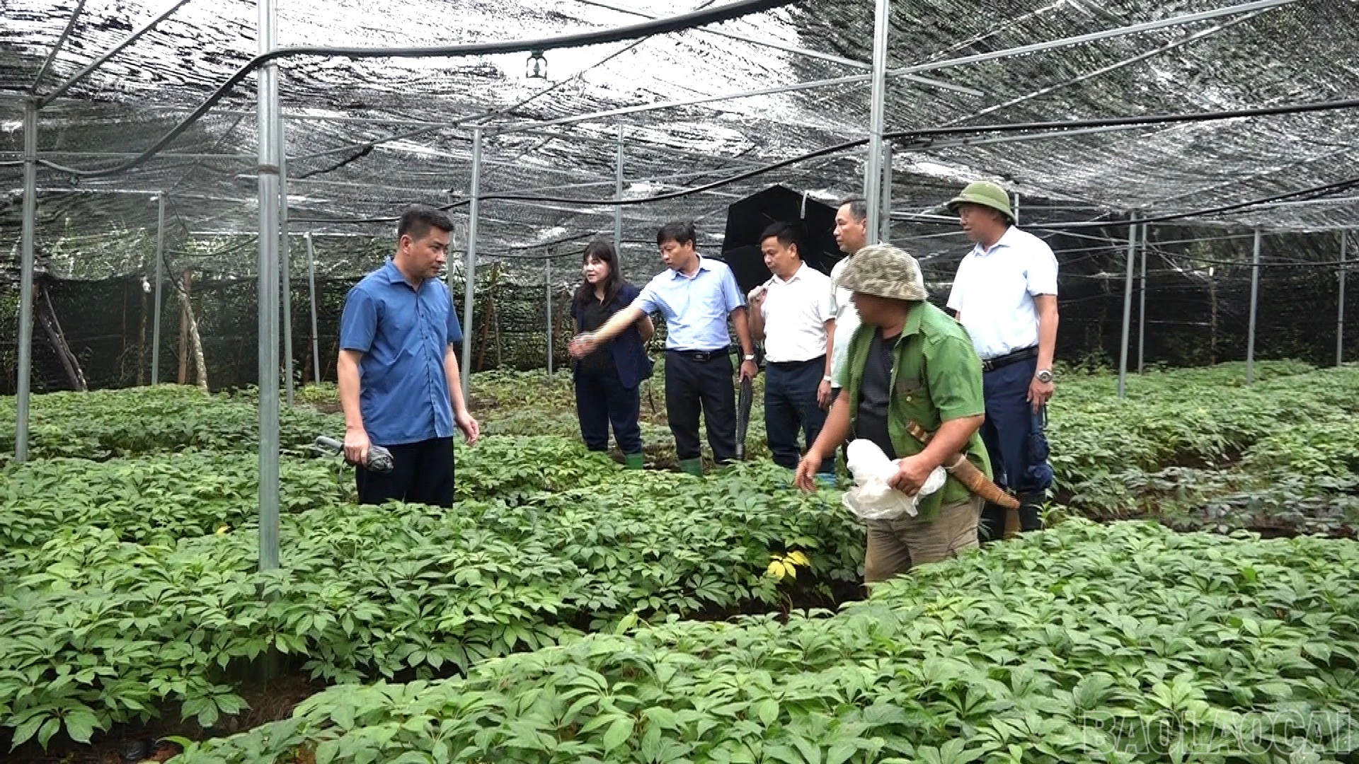 baolaocai-br_17-6-ba-binh2.jpg