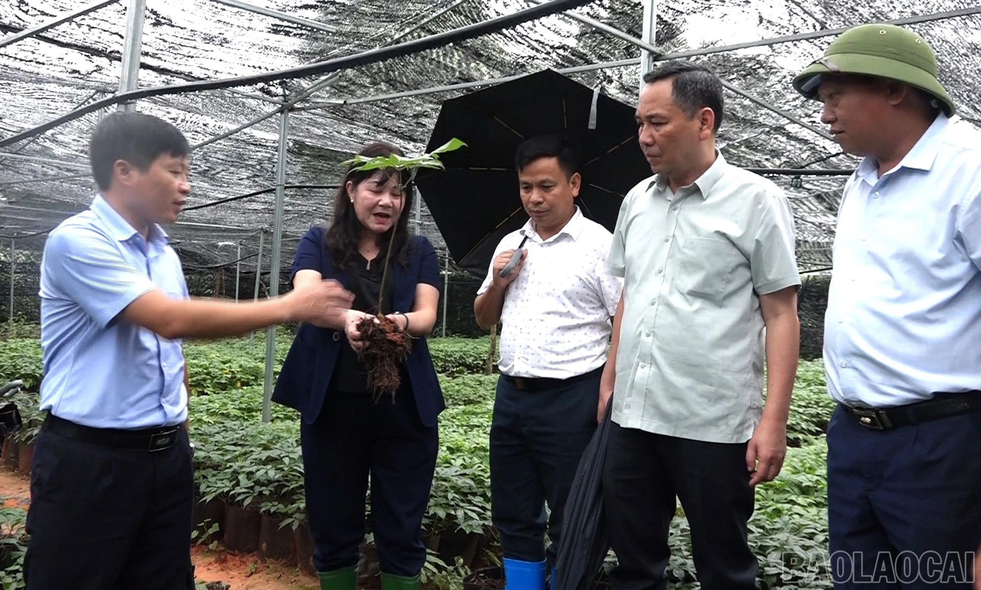 baolaocai-br_17-6-ba-binh1.jpg