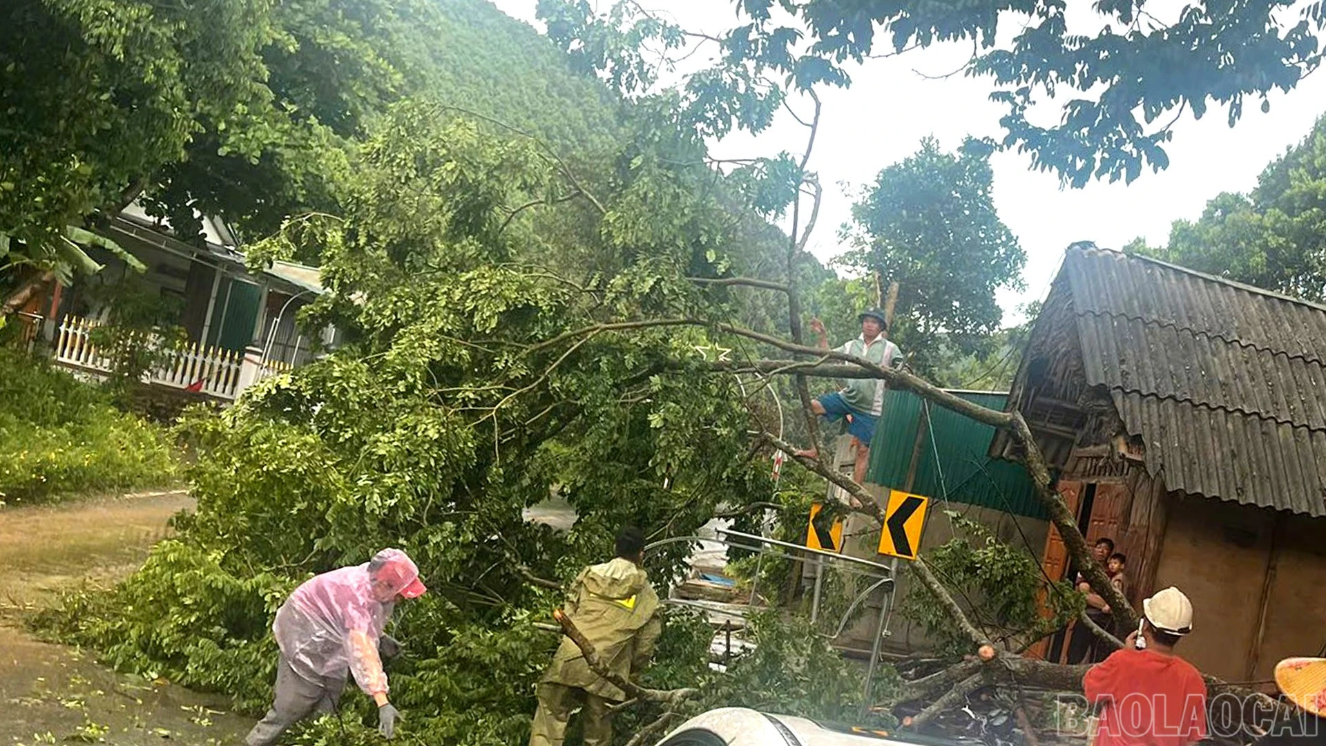 baolaocai-br_707420981-122172340034931481-6868485711429443815-n.jpg