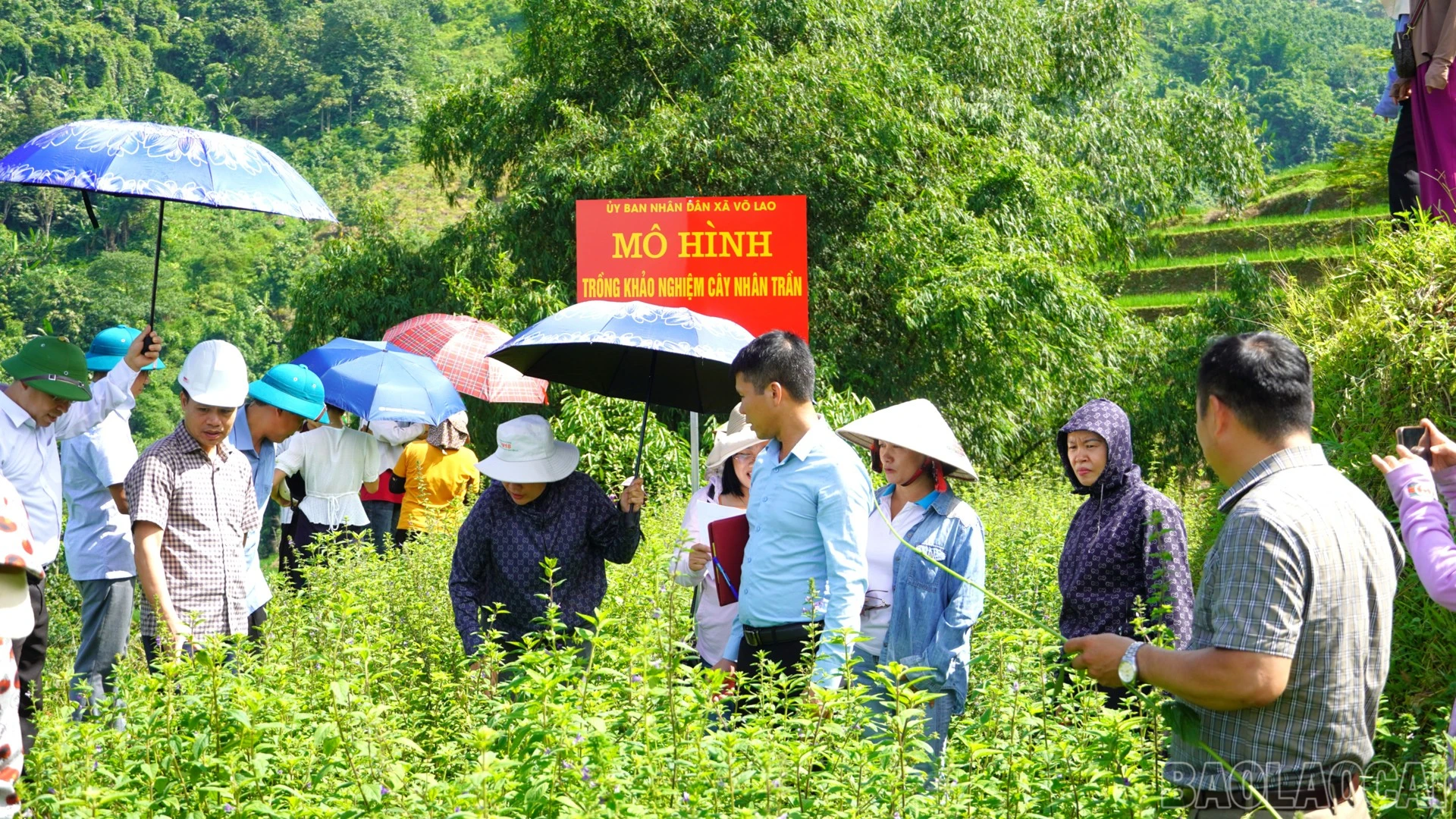 baolaocai-br_33.jpg