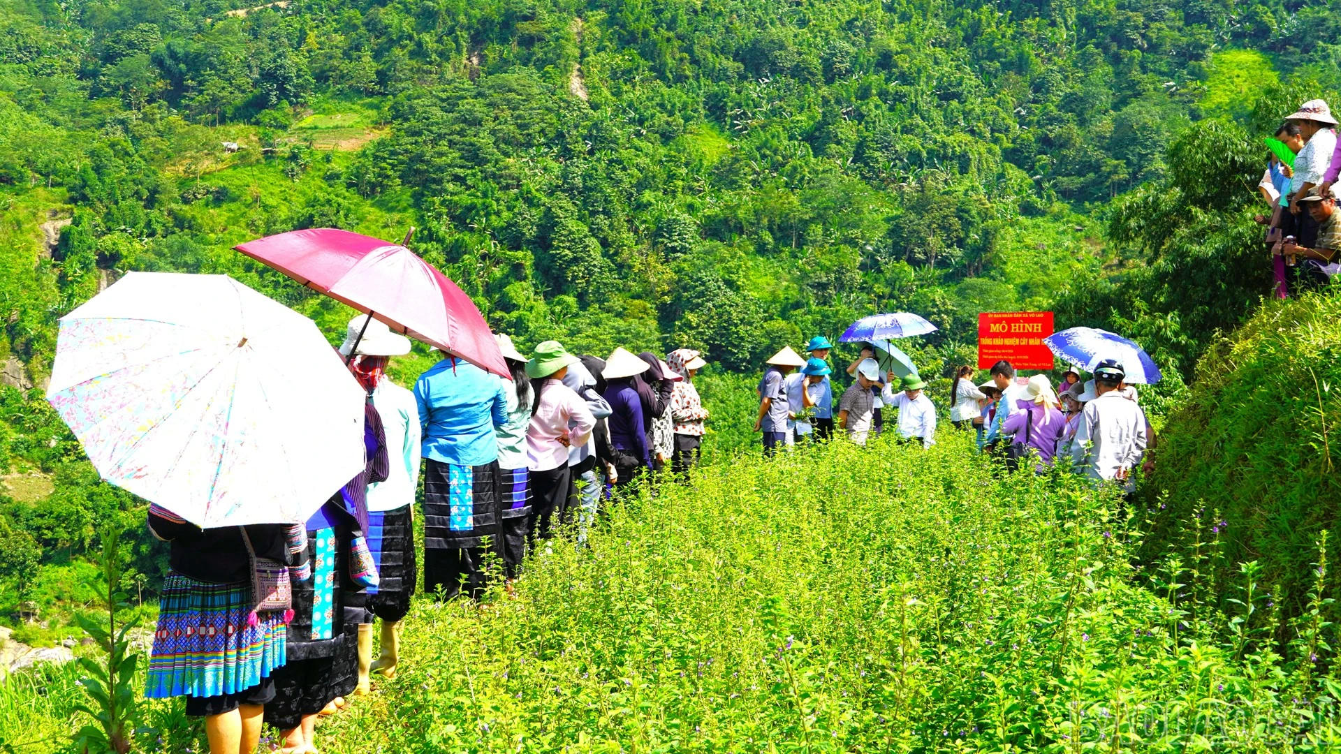 baolaocai-br_11.jpg
