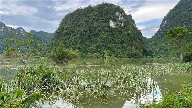 Diện tích mía đang bị ngập ở xã Đức Long (tỉnh Cao Bằng). Ảnh: TTXVN phát