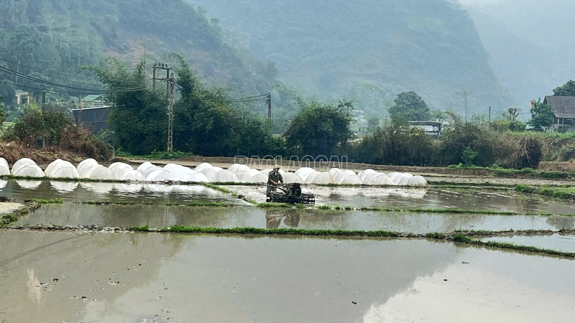 baolaocai-c_5-1.jpg