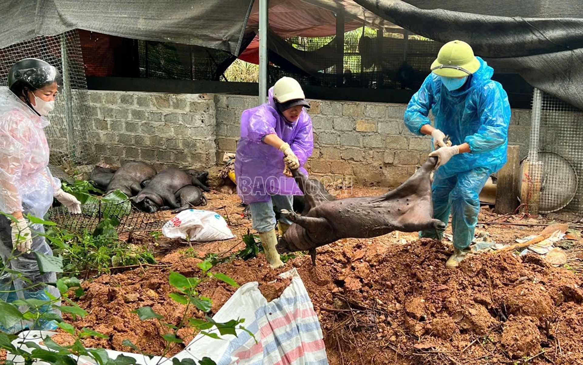 Hỗ trợ người dân tiêu hủy.
