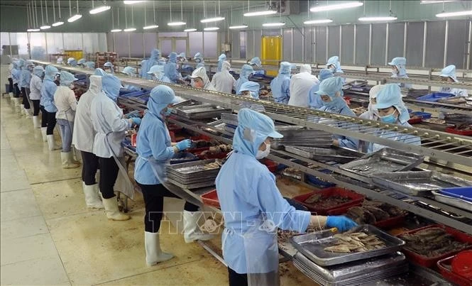 Sản xuất chế biến cá hộp xuất khẩu tại nhà máy thực phẩm đóng hộp KTC.