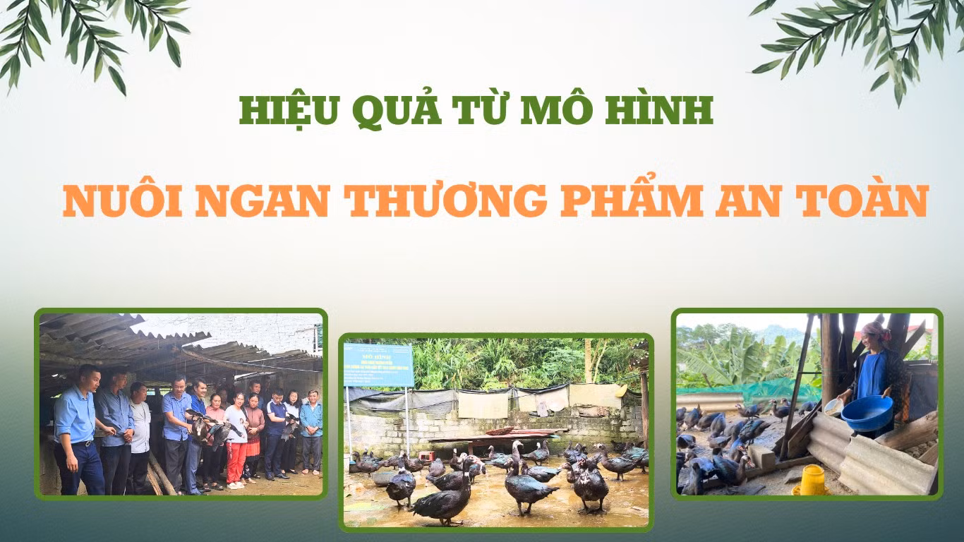 Hiệu quả từ mô hình nuôi ngan thương phẩm an toàn