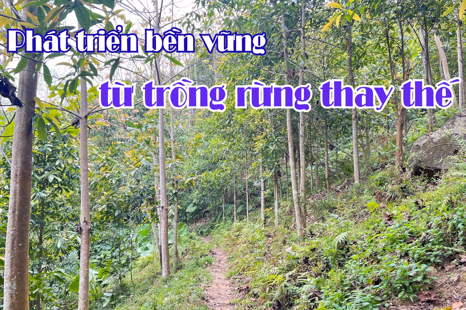 Phát triển bền vững từ trồng rừng thay thế