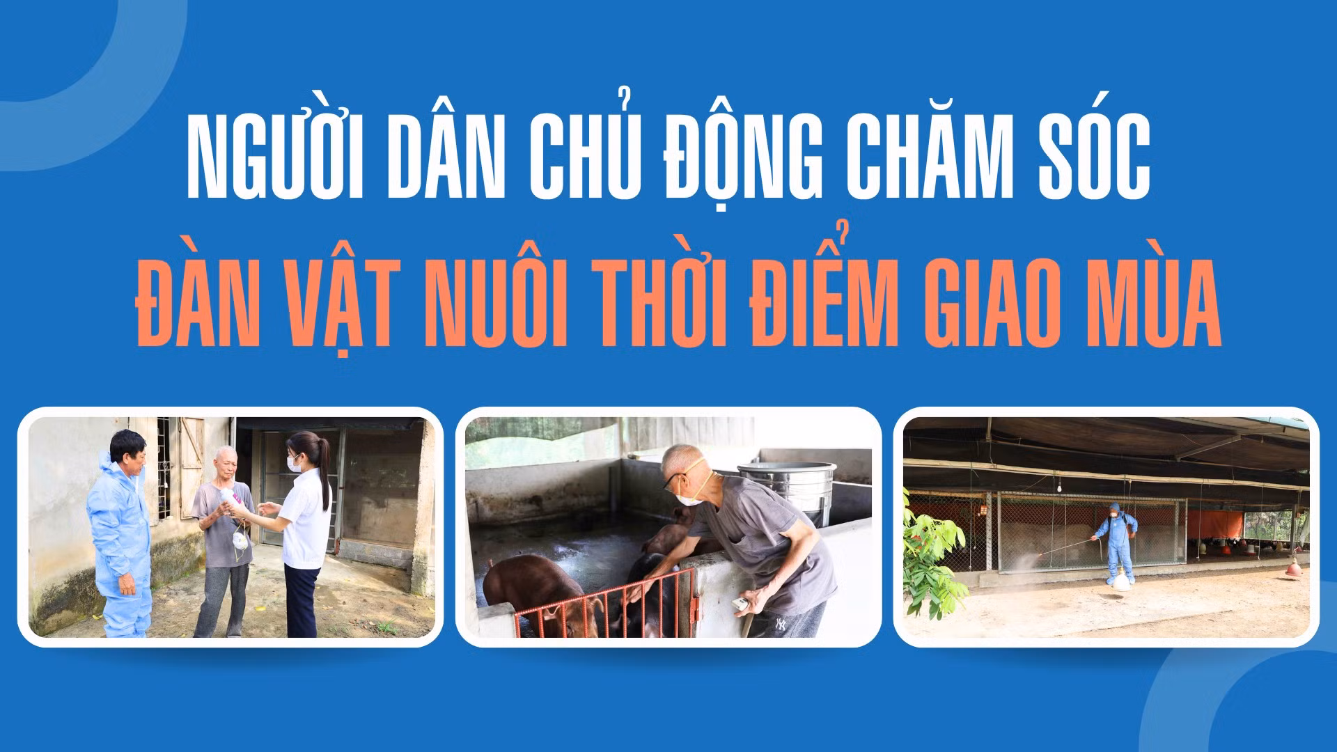 Người dân chủ động chăm sóc đàn vật nuôi thời điểm giao mùa